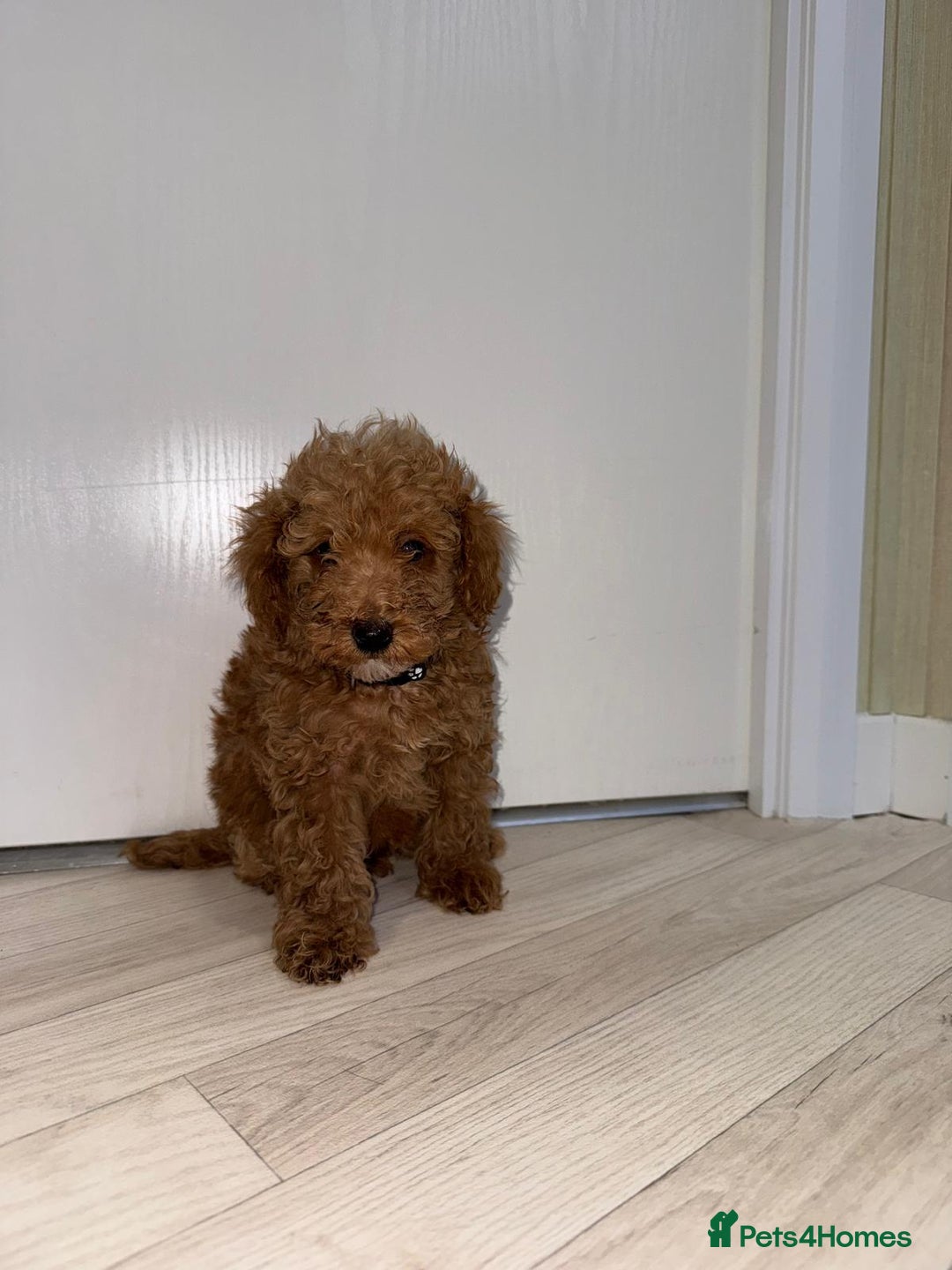 Poochon dogs for sale: Lovely poochon puppy’s for sale - Image 4