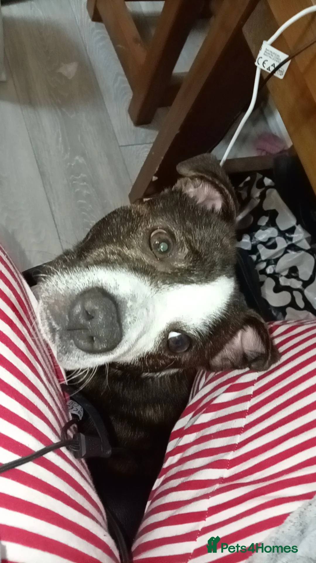 Mixed Breed dogs for sale: 2yr old boy called prince  in Blackpool - Advert 2