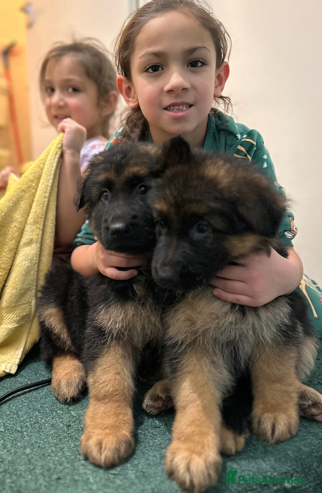 German Shepherd dogs for sale: 💥Champion🩸line KC Reg GermanShepherd puppy’s GSD - Advert 16