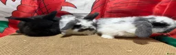 Mini Lop rabbits for sale: Gorgeous Pure bred Mini lops - Advert 3
