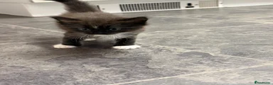 Ragdoll 2