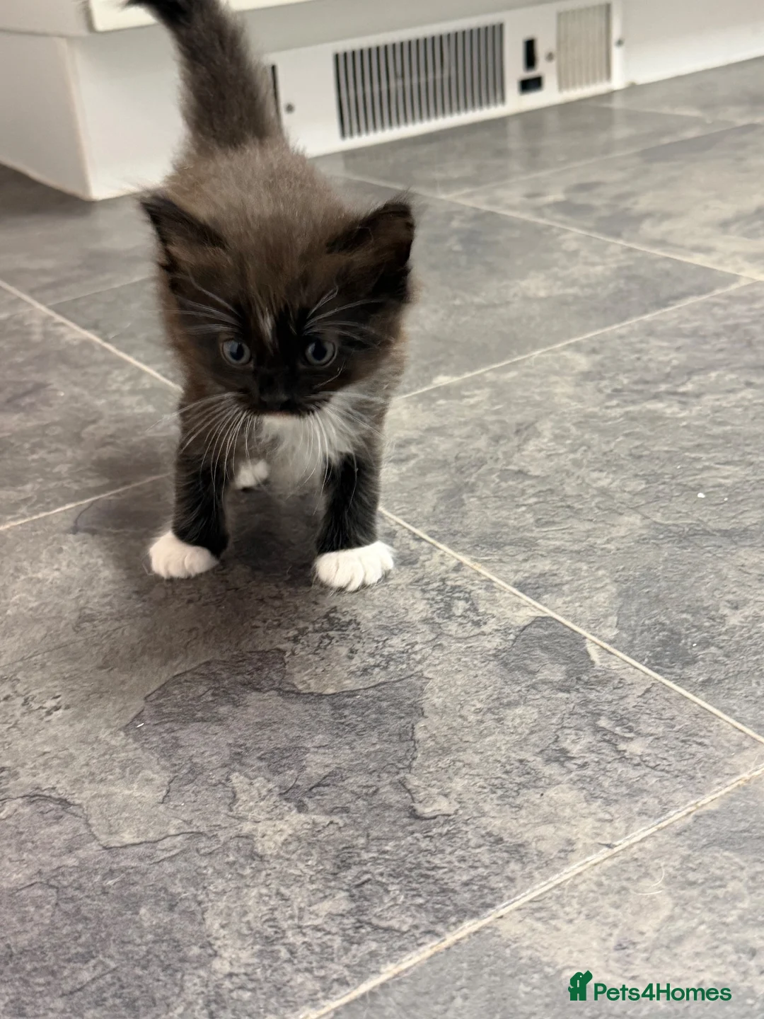 Mixed Breed cats for sale: Ragdoll x  - Advert 6