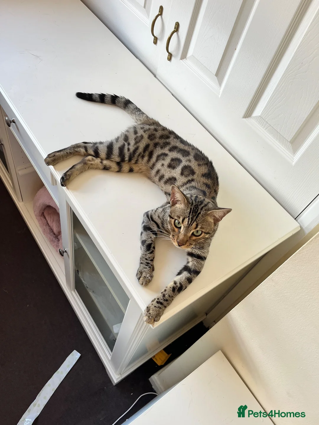 Bengal cats for sale: 🐆 Beautiful 1-Year-Old Bengal Boy ❤️ - Advert 3
