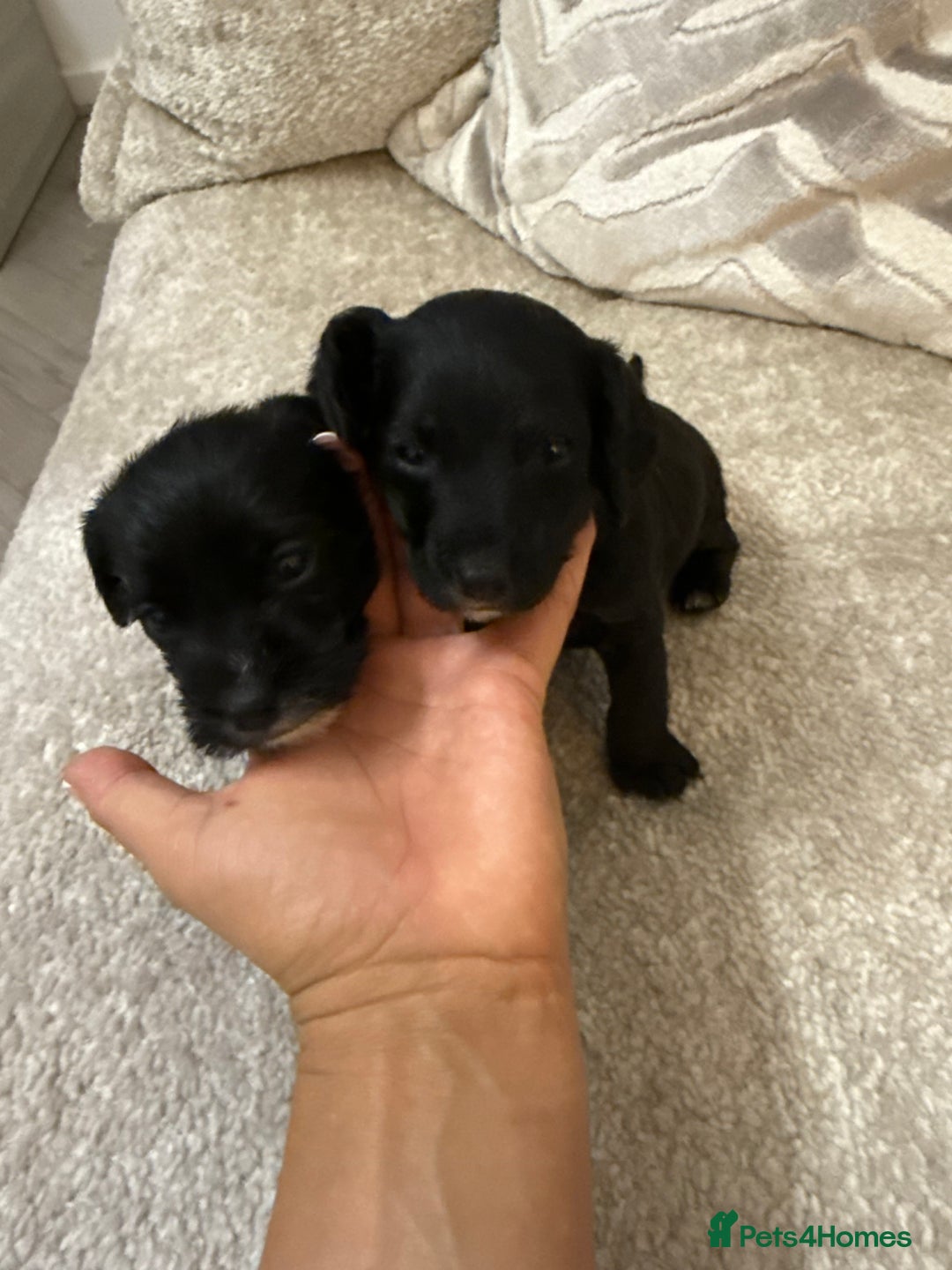 Jackapoo dogs for sale: Jackapoo - Advert 4