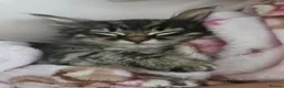 Mixed Breed cats for sale: Kitten girl - Advert 4