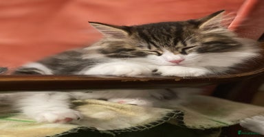 Kurilian Bobtail cats - Advert 15