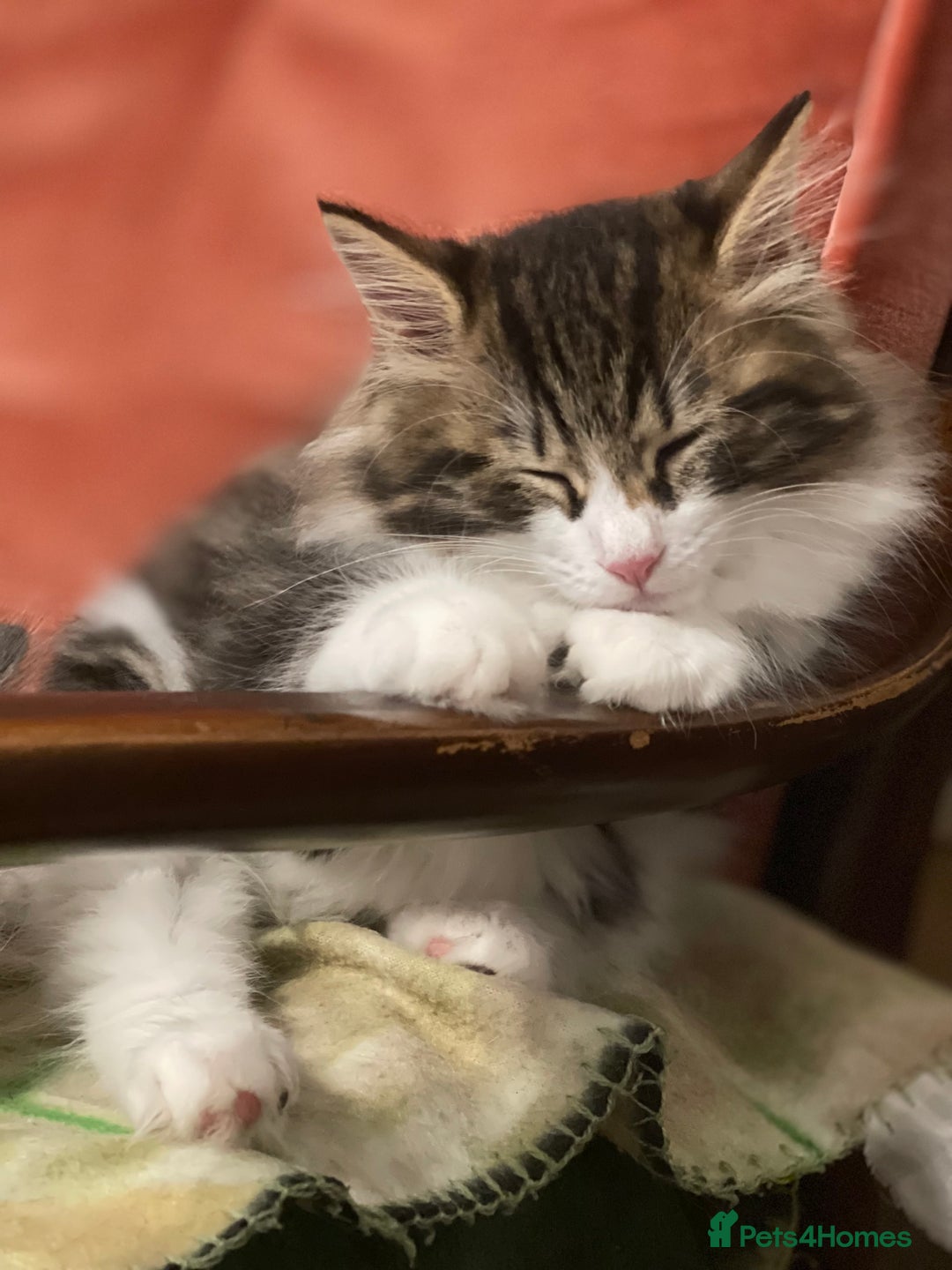 Kurilian Bobtail cats for sale: Reserved Kurilian Bobtail  kitten in spring  - Advert 3