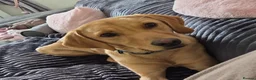 Labrador Retriever dogs for sale: Gorgeous Fox Red Labrador - 11 months in Wrexham - Advert 2