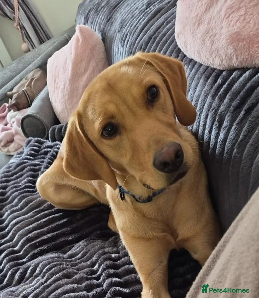 Labrador Retriever dogs for sale: Gorgeous Fox Red Labrador - 11 months in Wrexham - Advert 2