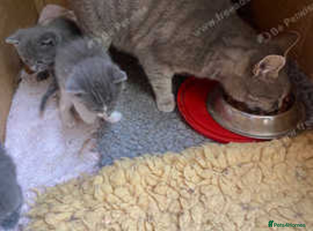 Mixed Breed cats for sale: Farm reared kitten check location before enquiring - Image 2