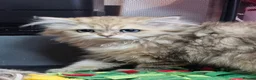 British Shorthair cats for sale: Bsh GOLDEN Chunky Kittens🐱 Ready go now - Advert 18