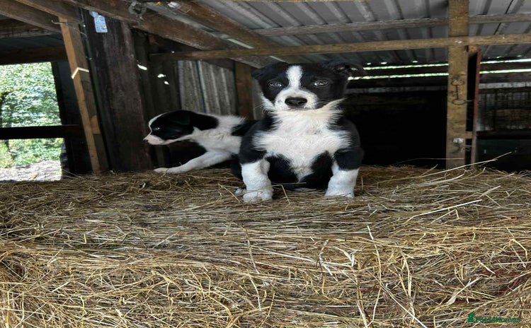 Border Collie dogs - Advert 2