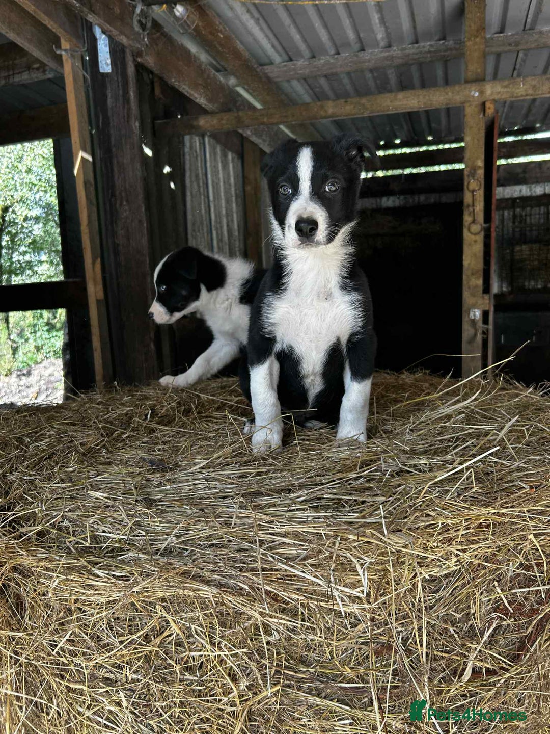 Border Collie dogs for sale: Border collie puppies  - Image 1