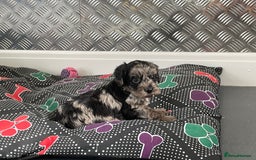 Cockapoo dogs for sale: F1 Cockapoos for sale  - Image 36
