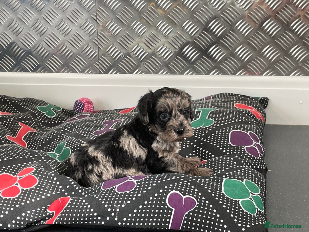 Cockapoo dogs for sale: F1 Cockapoos for sale  - Image 36