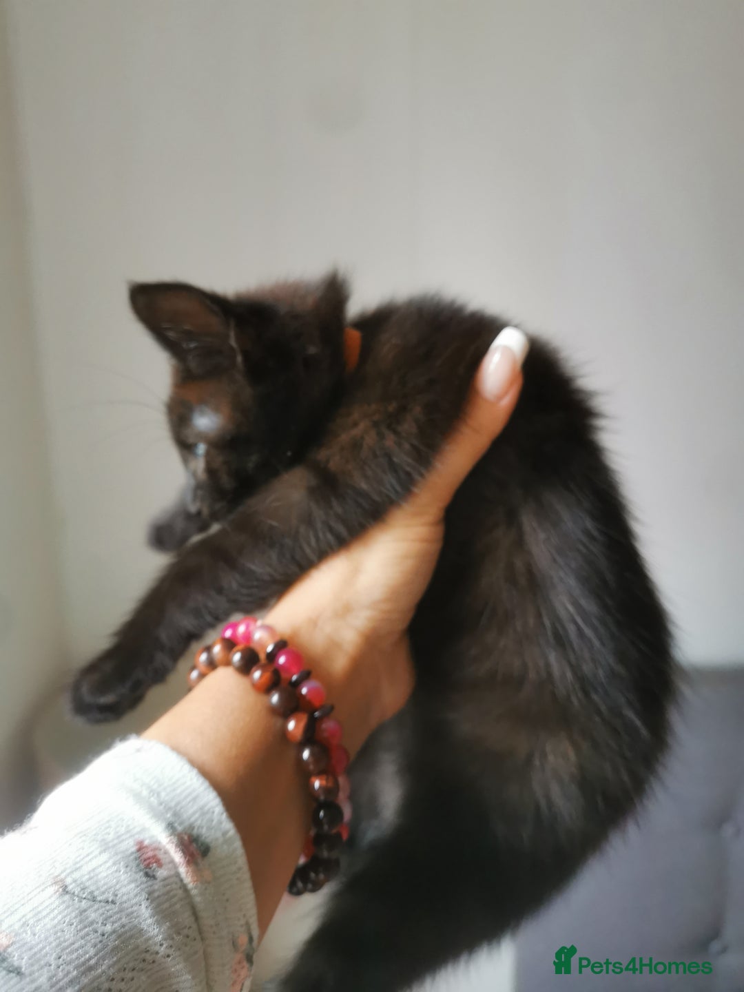 Bombay cats for sale: 6 beautiful Bombay kittens  - Image 21