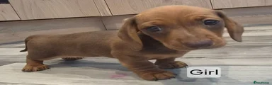 Dachshund 5