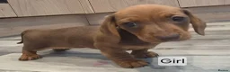 Dachshund dogs for sale: 5 Beautiful Dachshund Pups in Doncaster - Advert 9