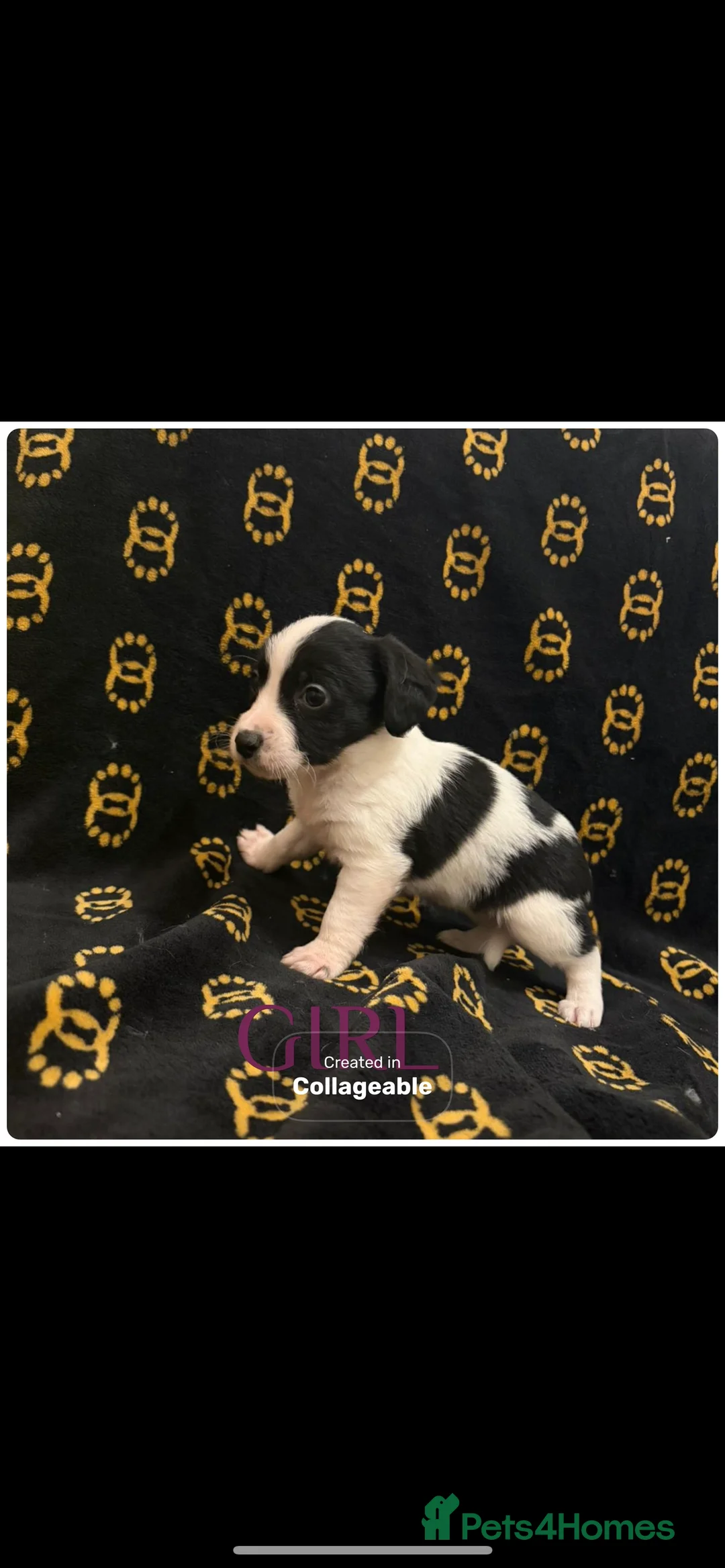 Mixed Breed dogs for sale: Cocker spaniel/ jack russels - Advert 1