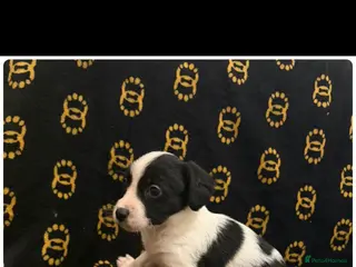 Mixed Breed dogs Cocker spaniel/ jack russels - Advert 9