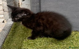 Savannah cats for sale: African bloodline, savanna kittens - Image 26