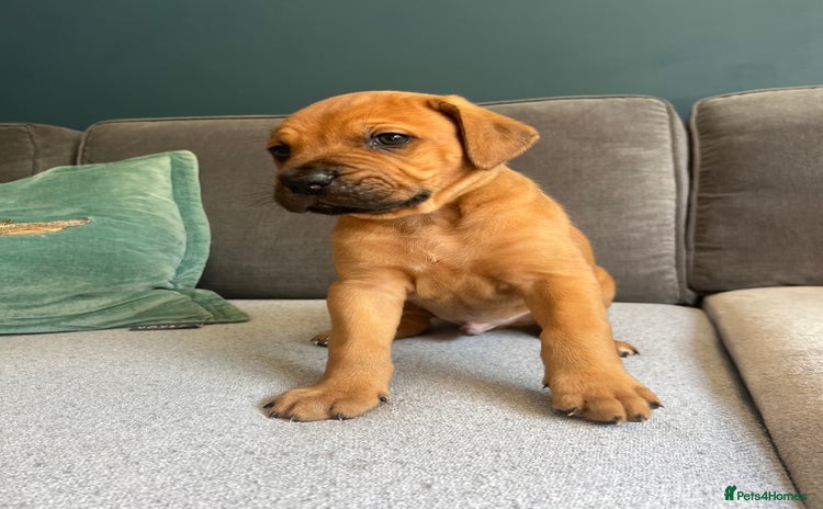 Mixed Breed dogs - Advert 1