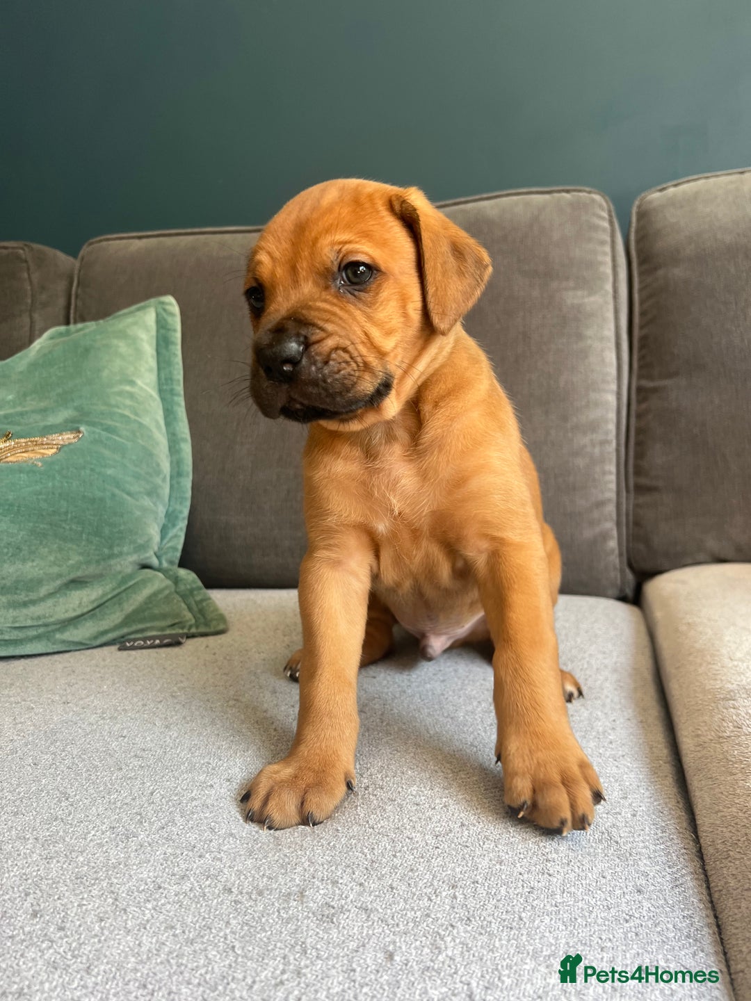 Mixed Breed dogs for sale: Puppies looking for forever homes 🏡 - Image 1