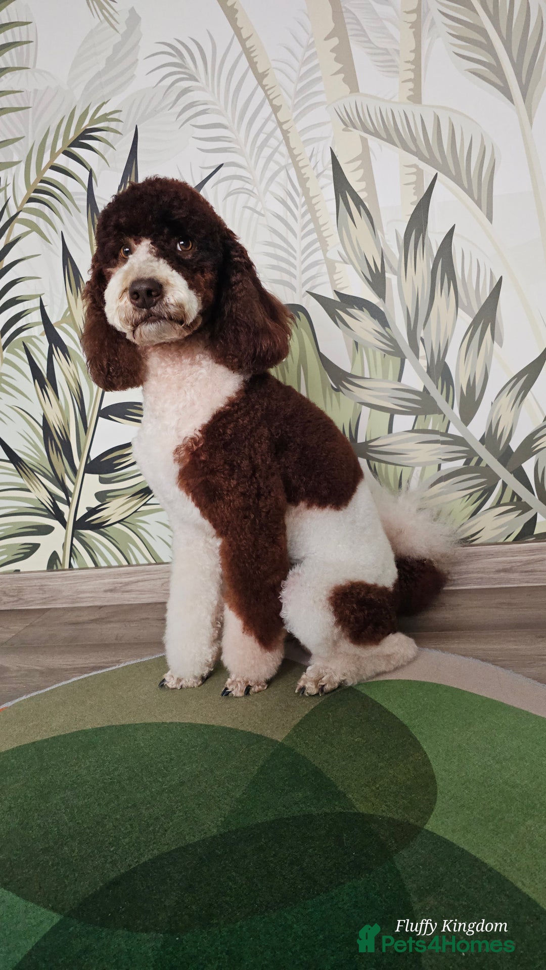 Poodle dogs for stud: FULLY HEALTH TESTED MOYEN POODLE STUD! in Kettering - Image 17