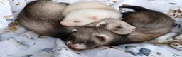 Ferret rodents for sale: Baby Ferrets  - Advert 2