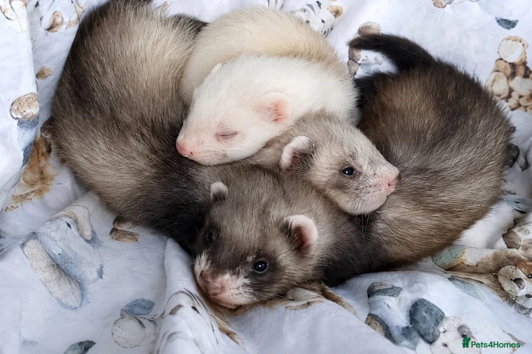 Ferret rodents for sale: Baby Ferrets  - Advert 2