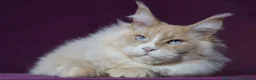 Maine Coon cats for sale: Blue Eyed Maine Coon Boy | Champion Lines - Advert 8