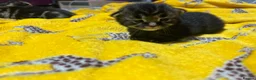 Mixed Breed cats for sale: 2 mixed breed kittens  in Basingstoke - Advert 4