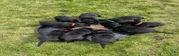 Labrador Retriever dogs for sale: KC Registered Black Labradors - Advert 8