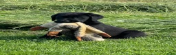 Labrador Retriever dogs for sale: chunky show x working pups by Afinmore Amsterdam - Advert 1