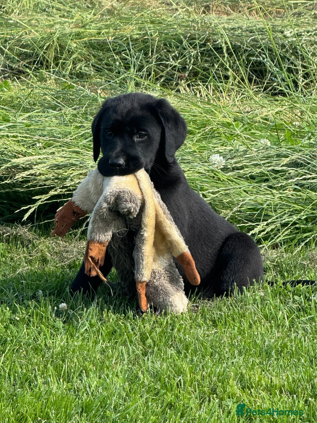 Labrador Retriever dogs for sale: chunky show x working pups by Afinmore Amsterdam - Advert 1