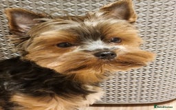 Yorkshire Terrier dogs for stud: Stunning Marco Black Tiger aka Paco - Image 4