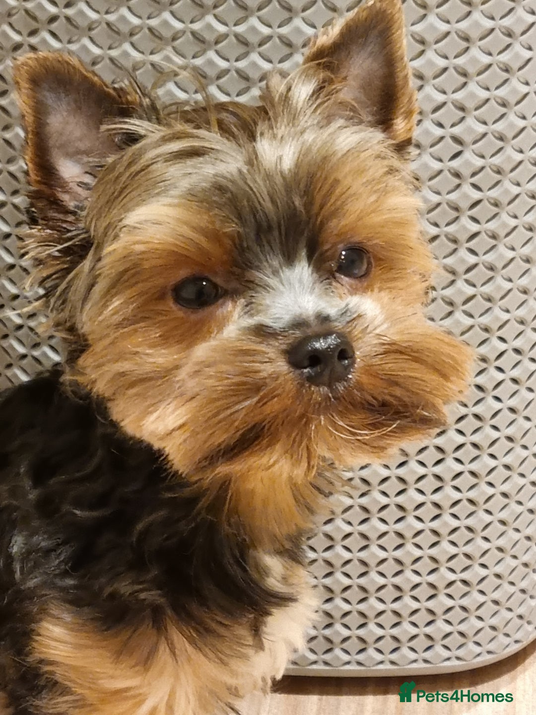Yorkshire Terrier dogs for stud: Stunning Marco Black Tiger aka Paco - Image 4