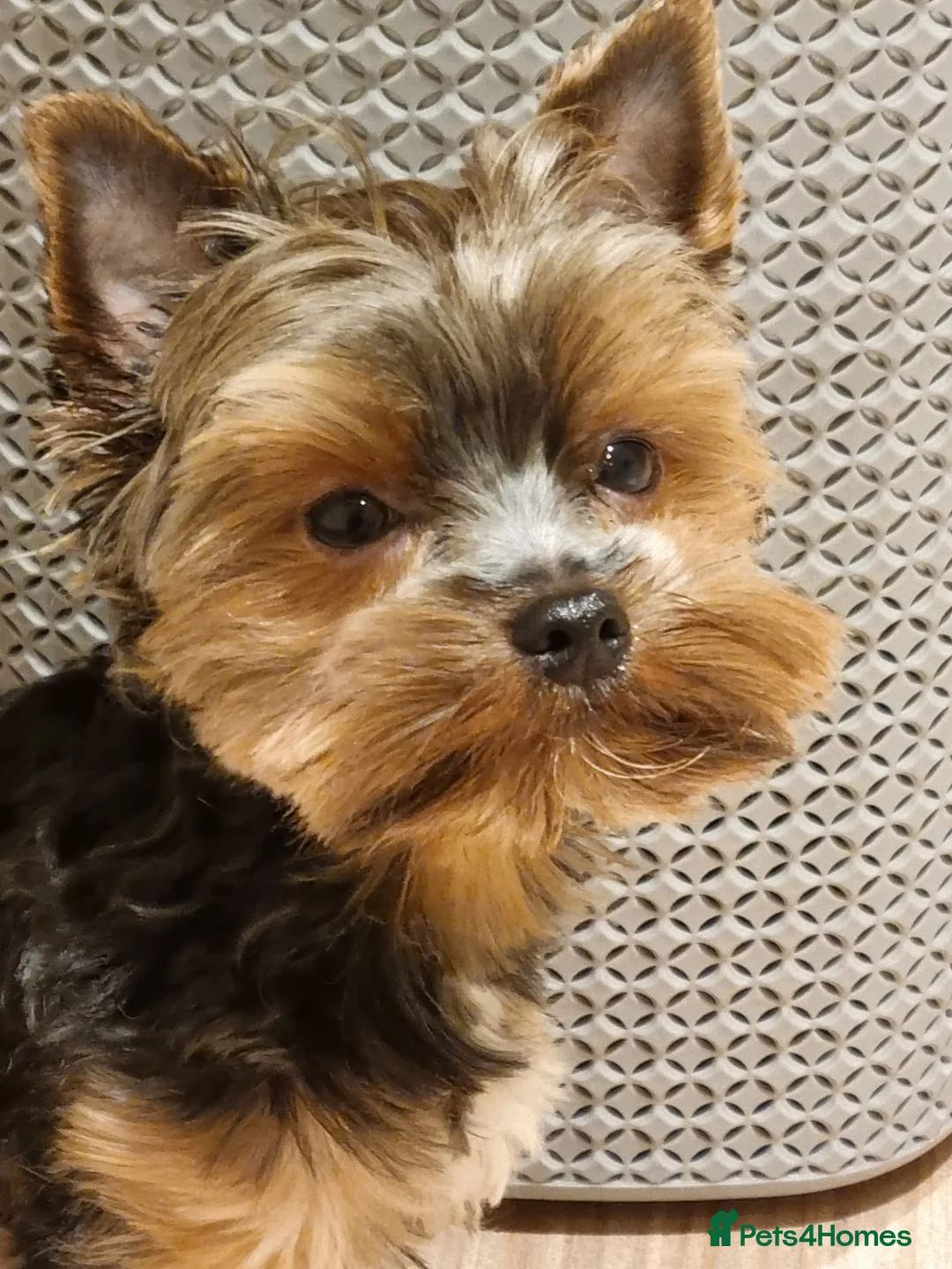 Yorkshire Terrier dogs for stud: Stunning Marco Black Tiger aka Paco - Advert 4