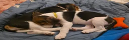 Beagle dogs for sale: Beautiful Beagle puppies looking for loving homes - Advert 25
