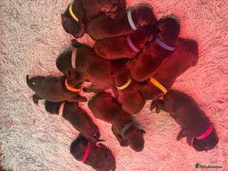 Labrador Retriever dogs ⭐️Exceptional Chocolate Labrador Puppies⭐️ - Advert 11