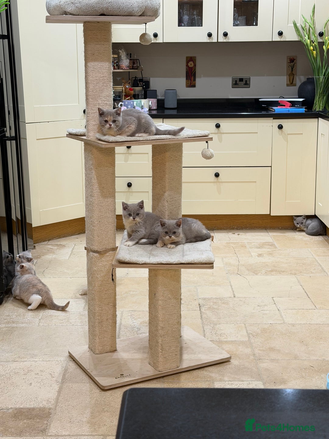 British Shorthair cats for sale: 😽Full Pedigree Registered BSH🌷Trusted Breeder - Advert 27