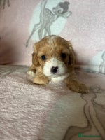 Cavapoo dogs Stunning Cavapoo puppies from family home - Advert 1