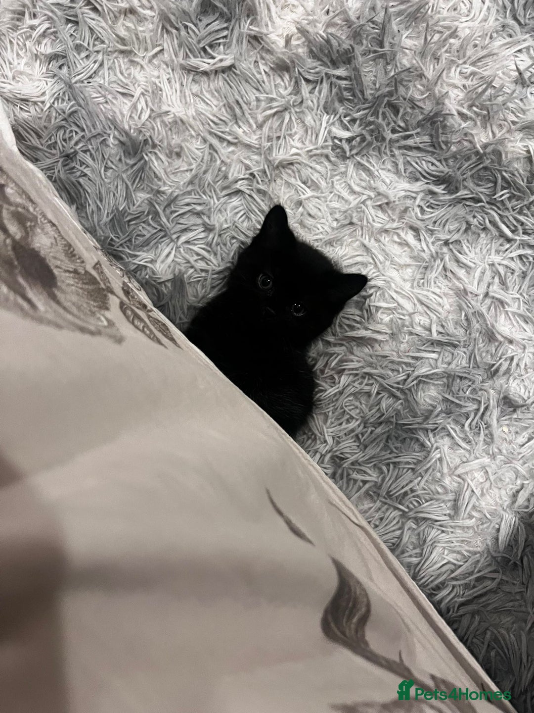 Bombay cats for sale: 🐱 British Bombay Male Kitten for Sale🐱 - Advert 5