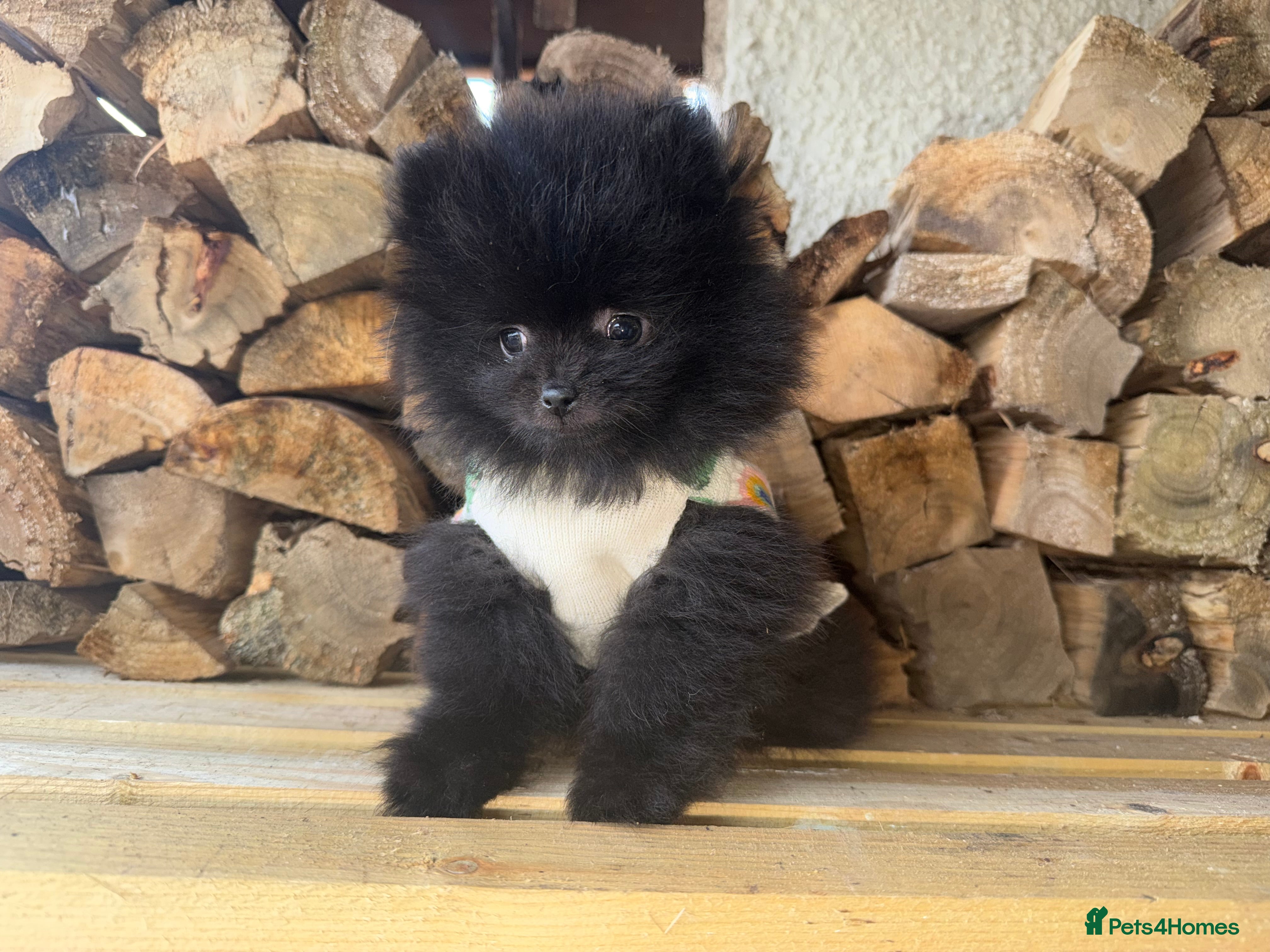 Pomeranian dogs 💥‼️🧸READY NOW BABY BOY BLACK BEAR‼️💥🧸 - Advert 16