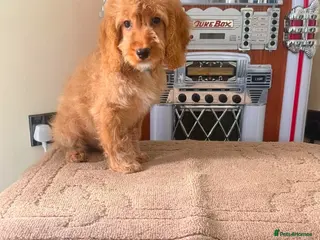 Cockapoo dogs OUTSTANDINGADORABLE F1 SHOW TYPE COCKAPOO - Advert 1