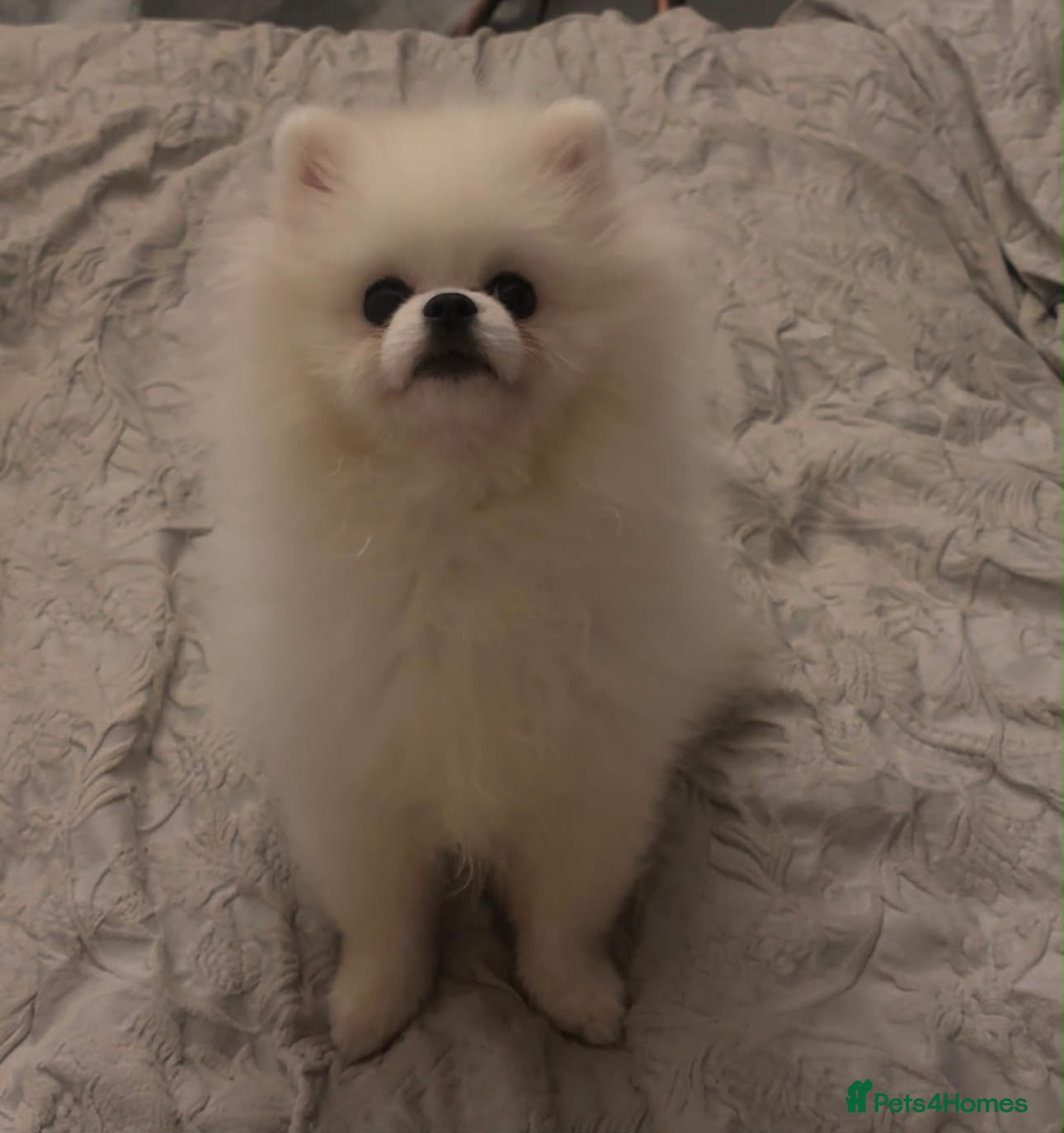 Pomeranian dogs Perfect Pomeranian’s  - Advert 1