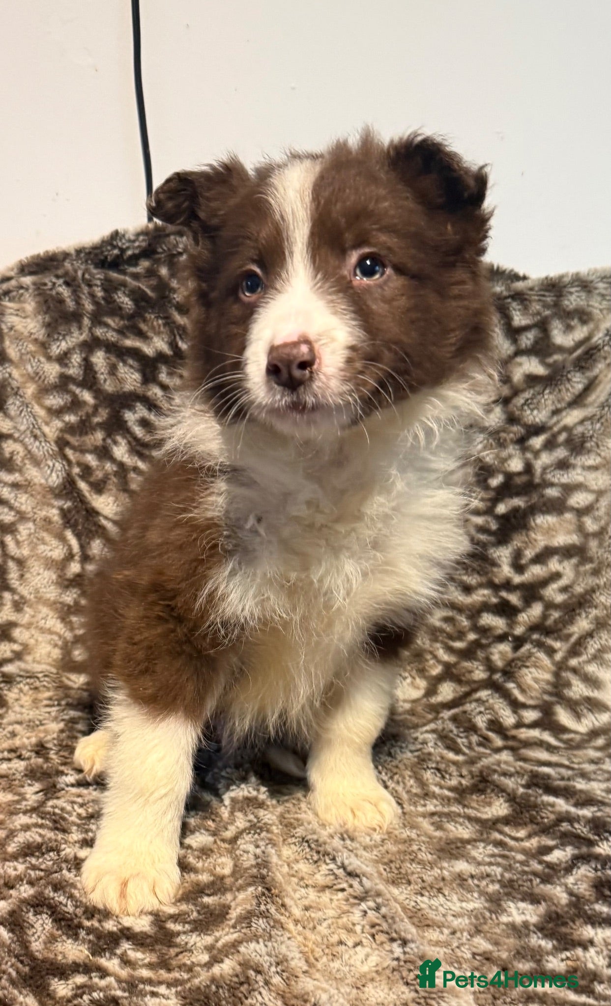 Border Collie dogs Stunning blue & white / black & white pups - Advert 1