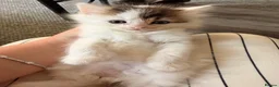 Mixed Breed cats for sale: Turkish Angora x Ragdoll kittens for Sale!! - Advert 9