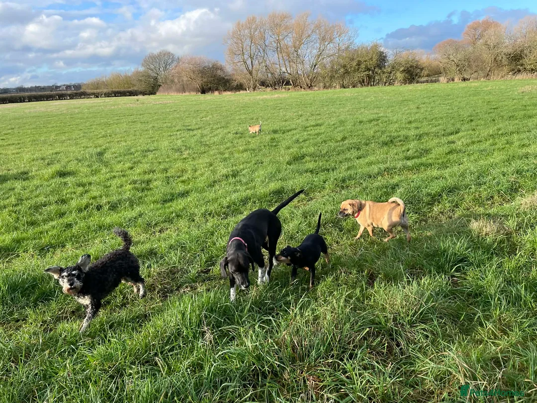 Pointer dogs for adoption: Socks is looking for her forever home in Mexborough - Advert 2