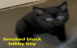 British Shorthair cats for sale:  Ready now. British shorthair kittens  - Image 5